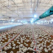 Equipo de granja de aves de corral automático de alta calidad para pollo de engorde